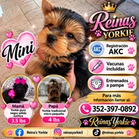 Mini, a male Yorkshire Terrier for sale in Spring Hill, FL – 1 of 5
