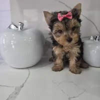 Veny, a female Yorkshire Terrier for sale in Spring Hill, FL – 6 of 10