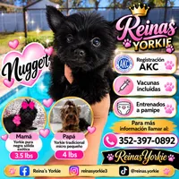 Nugget teacup, a male Yorkshire Terrier for sale in Spring Hill, FL – 1 of 7