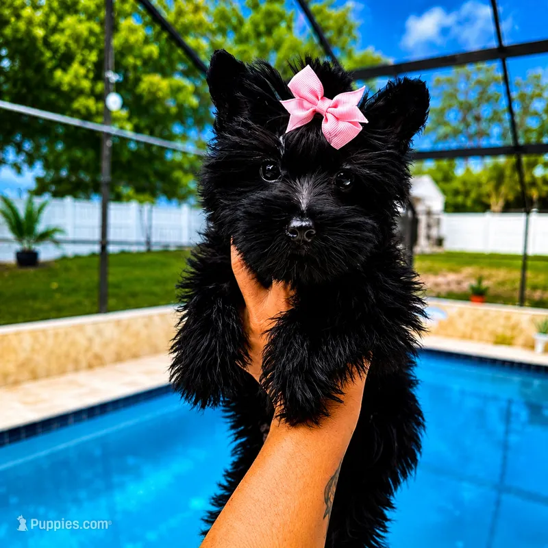 Panterita – Yorkshire Terrier puppy for sale in Spring Hill, FL