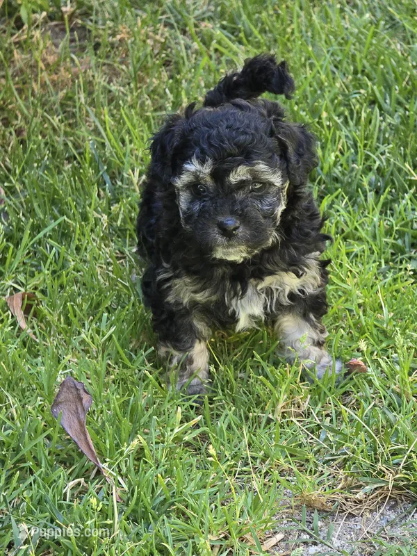 Cookie – Maltipoo, Poodle - Toy  puppy for sale in Temecula, CA