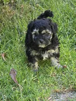 Cookie, a female Maltipoo and Poodle - Toy  for sale in Temecula, CA – 1 of 2