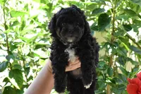 Chip, a male Maltipoo and Poodle - Toy  for sale in Temecula, CA – 2 of 2