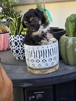 Cookie, a female Maltipoo and Poodle - Toy  for sale in Temecula, CA – 2 of 2