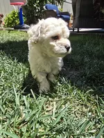 Snowball, a male Maltipoo and Poodle - Toy  for sale in Temecula, CA – 4 of 4
