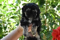 Maple, a female Maltipoo and Poodle - Toy  for sale in Temecula, CA – 1 of 3