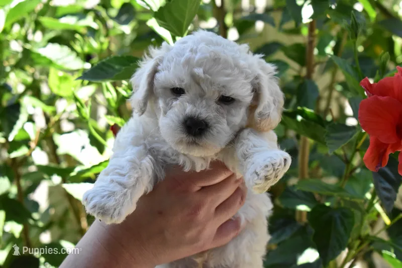 Snowball – Maltipoo, Poodle - Toy  puppy for sale in Temecula, CA