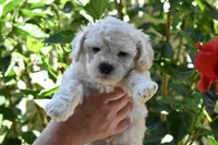 Snowball, a male Maltipoo and Poodle - Toy  for sale in Temecula, CA – 1 of 4