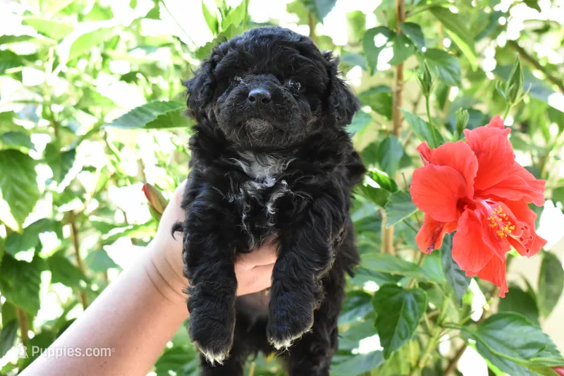 Oreo – Maltipoo, Poodle - Toy  puppy for sale in Temecula, CA