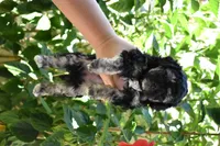 Maple, a female Maltipoo and Poodle - Toy  for sale in Temecula, CA – 2 of 3