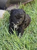 Oreo, a male Maltipoo and Poodle - Toy  for sale in Temecula, CA – 2 of 2