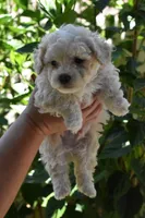 Mocha, a male Maltipoo and Poodle - Toy  for sale in Temecula, CA – 2 of 3