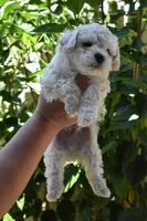 Snowball, a male Maltipoo and Poodle - Toy  for sale in Temecula, CA – 2 of 4