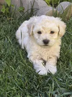 Snowball, a male Maltipoo and Poodle - Toy  for sale in Temecula, CA – 3 of 4