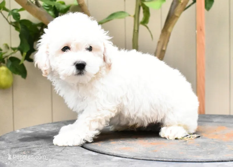Snowball – Maltipoo, Poodle - Toy  puppy for sale in Temecula, CA