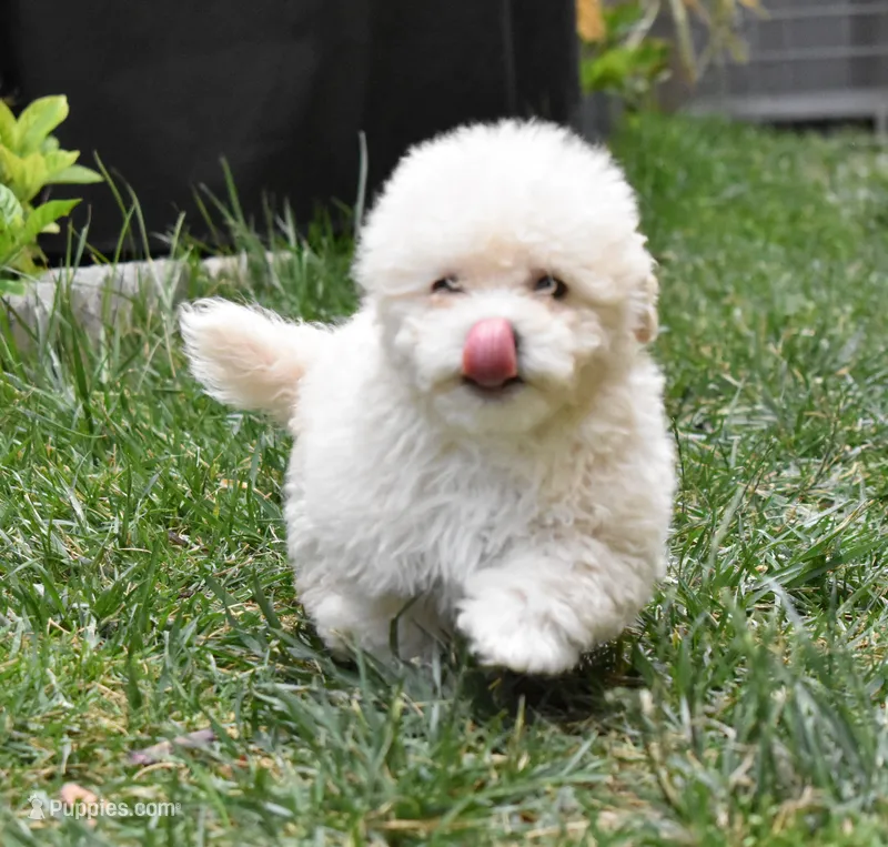 Mocha – Maltipoo, Poodle - Toy  puppy for sale in Temecula, CA