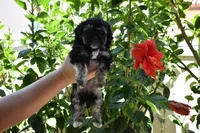 Maple, a female Maltipoo and Poodle - Toy  for sale in Temecula, CA – 3 of 3