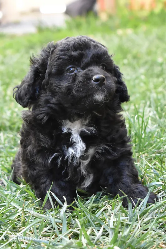 Oreo – Maltipoo, Poodle - Toy  puppy for sale in Temecula, CA