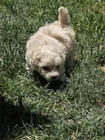 Mocha, a male Maltipoo and Poodle - Toy  for sale in Temecula, CA – 3 of 3
