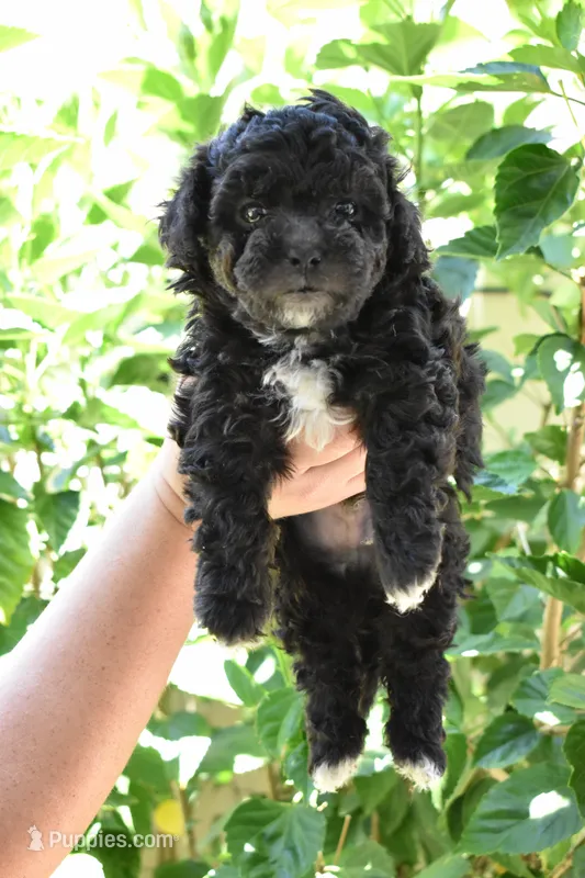 Chip – Maltipoo, Poodle - Toy  puppy for sale in Temecula, CA