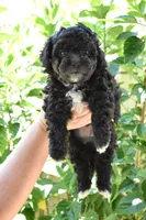 Chip, a male Maltipoo and Poodle - Toy  for sale in Temecula, CA – 1 of 2