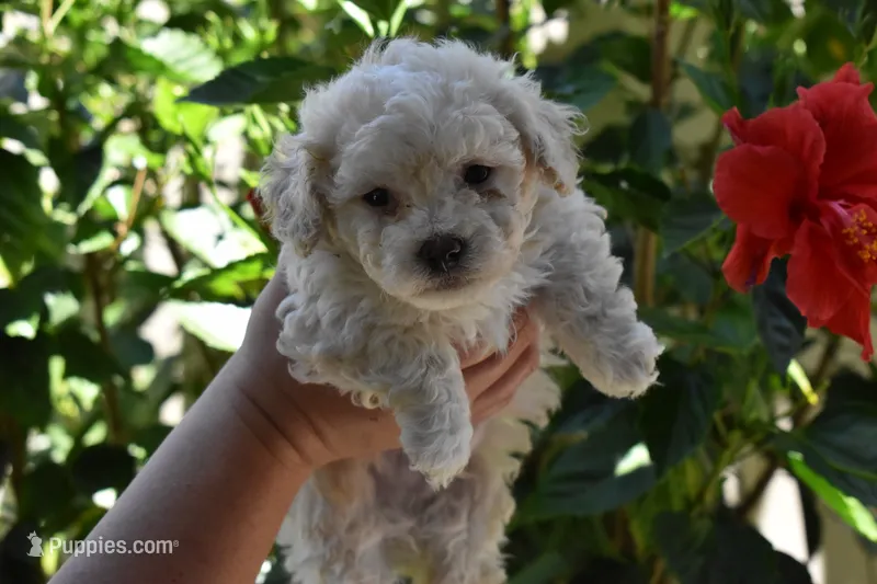 Mocha – Maltipoo, Poodle - Toy  puppy for sale in Temecula, CA