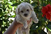 Mocha, a male Maltipoo and Poodle - Toy  for sale in Temecula, CA – 1 of 3