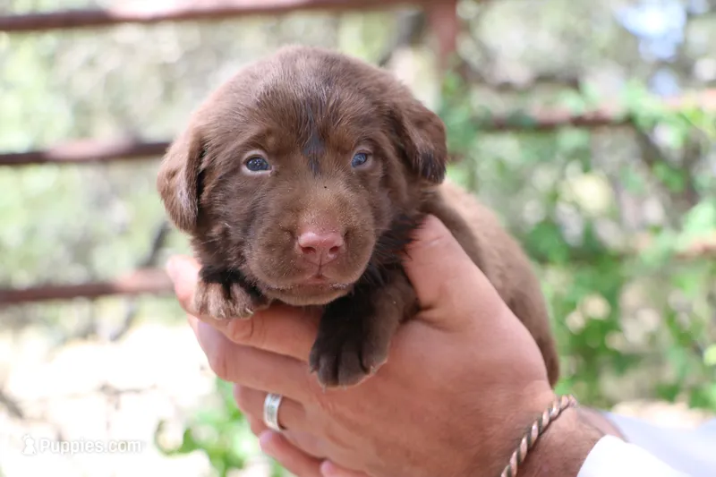 Diego – Labrador Retriever puppy for sale in San Antonio, TX