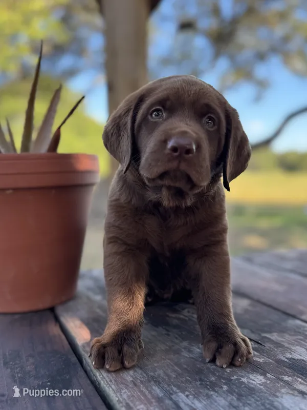 King – Labrador Retriever puppy for sale in San Antonio, TX