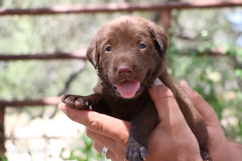 Mocha – Labrador Retriever puppy for sale in San Antonio, TX