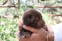 King, a male Labrador Retriever for sale in San Antonio, TX – 2 of 4