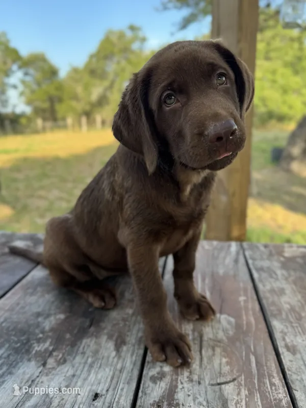 Dolly – Labrador Retriever puppy for sale in San Antonio, TX