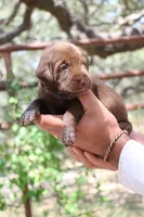 King, a male Labrador Retriever for sale in San Antonio, TX – 1 of 4