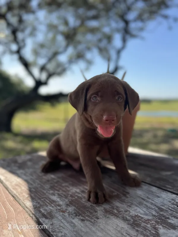 Diego – Labrador Retriever puppy for sale in San Antonio, TX