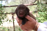 King, a male Labrador Retriever for sale in San Antonio, TX – 4 of 4