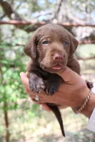 King, a male Labrador Retriever for sale in San Antonio, TX – 3 of 4