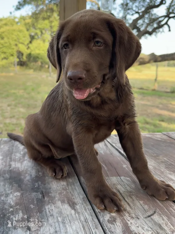 Dolly – Labrador Retriever puppy for sale in San Antonio, TX