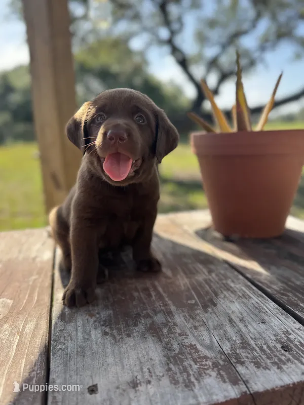 King – Labrador Retriever puppy for sale in San Antonio, TX