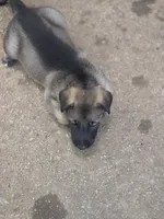 Koda, a female German Shepherd Dog for sale in Decatur, GA – 10 of 10