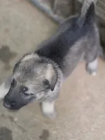 Koda, a female German Shepherd Dog for sale in Decatur, GA – 8 of 10