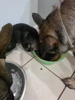 Koda, a female German Shepherd Dog for sale in Decatur, GA – 4 of 10