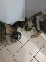 Koda, a female German Shepherd Dog for sale in Decatur, GA – 5 of 10
