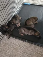 Koda, a female German Shepherd Dog for sale in Decatur, GA – 2 of 10