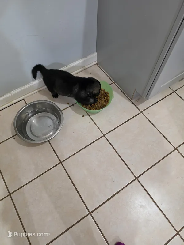 Koda – German Shepherd Dog puppy for sale in Decatur, GA