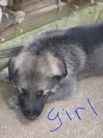 Koda, a female German Shepherd Dog for sale in Decatur, GA – 7 of 10