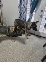 Koda, a female German Shepherd Dog for sale in Decatur, GA – 6 of 10