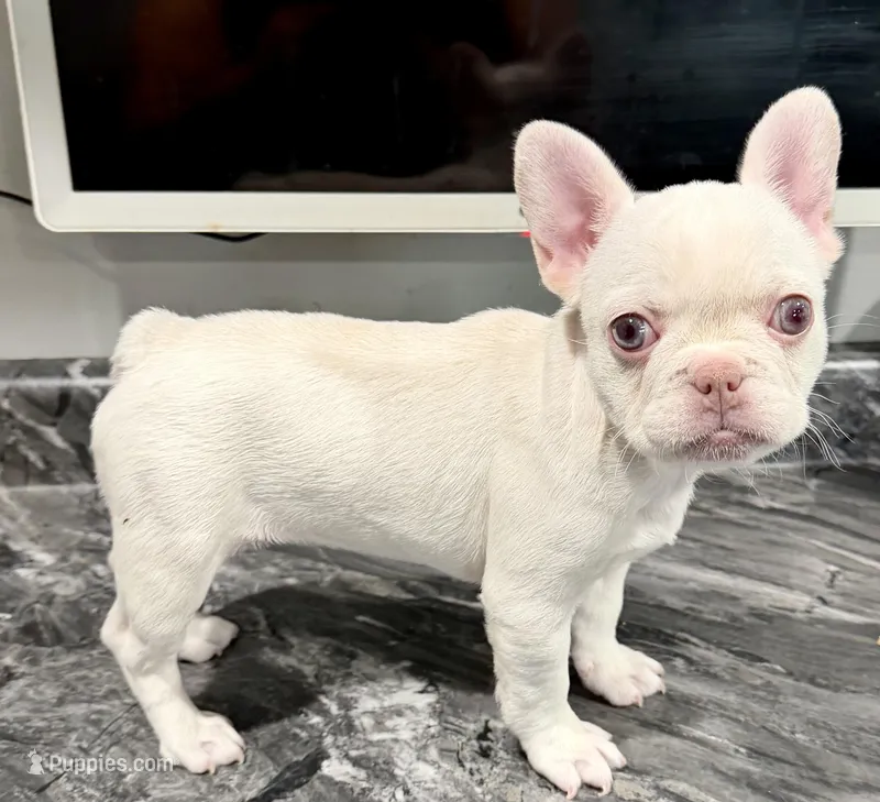 Pinky – French Bulldog puppy for sale in Highland, IN