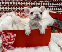 Pinky, a female French Bulldog for sale in Highland, IN – Photo 1 of 4