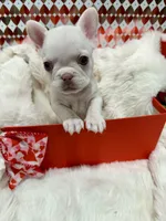 Pinky, a female French Bulldog for sale in Highland, IN – Photo 4 of 4