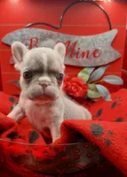 Piper, a female French Bulldog for sale in Highland, IN – Photo 1 of 4